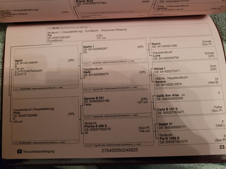 Niemiecki kuc wierzchowy Ogier Źrebak (03/2025) 146 cm Ciemnogniada in Schneidenbach