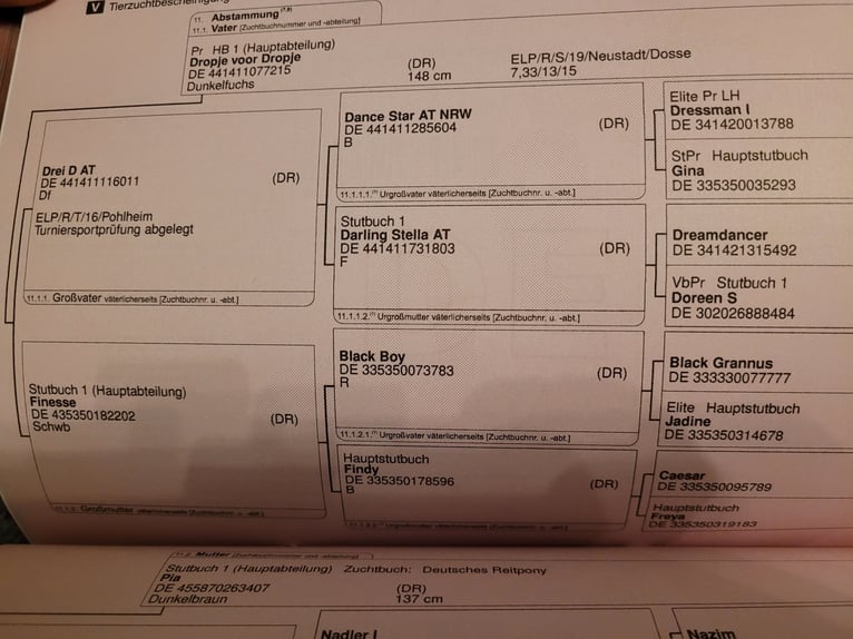 Niemiecki kuc wierzchowy Ogier Źrebak (03/2025) 146 cm Ciemnogniada in Schneidenbach