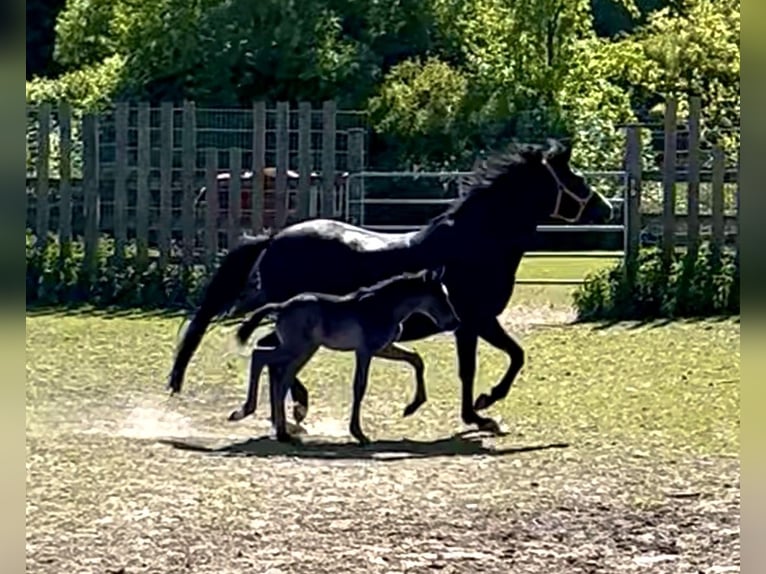 Niemiecki kuc wierzchowy Ogier Źrebak (04/2026) 146 cm Kara in Grevenbroich