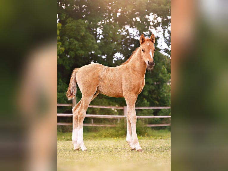 Niemiecki kuc wierzchowy Ogier  147 cm Bułana in Grevenbroich