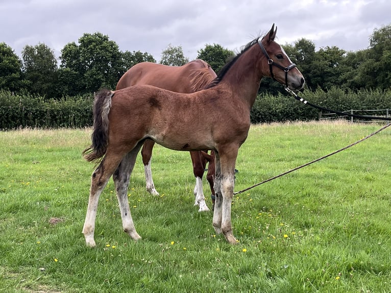 Niemiecki kuc wierzchowy Ogier Źrebak (05/2025) 147 cm Gniada in Aurich