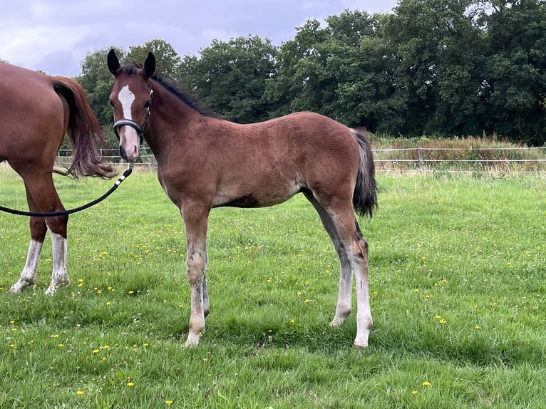Niemiecki kuc wierzchowy Ogier Źrebak (05/2025) 147 cm Gniada in Aurich