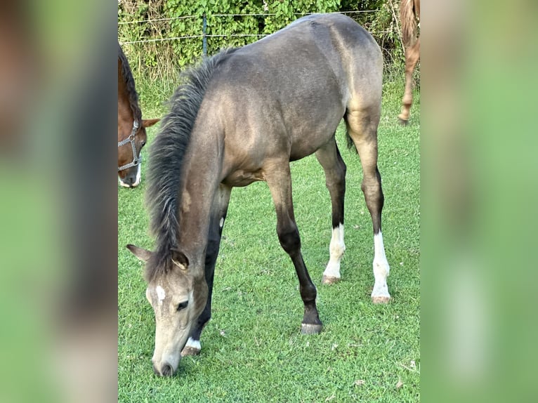 Niemiecki kuc wierzchowy Ogier Źrebak (04/2024) 147 cm Jelenia in Emmerthal