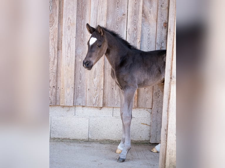 Niemiecki kuc wierzchowy Ogier Źrebak (04/2026) 147 cm Kara in Alfeld