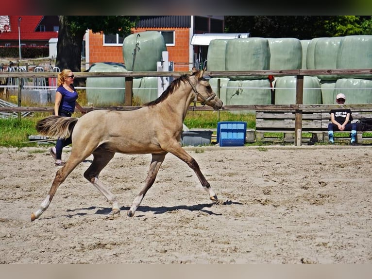 Niemiecki kuc wierzchowy Ogier Źrebak (04/2024) 148 cm Dunalino in Bad Zwischenahn