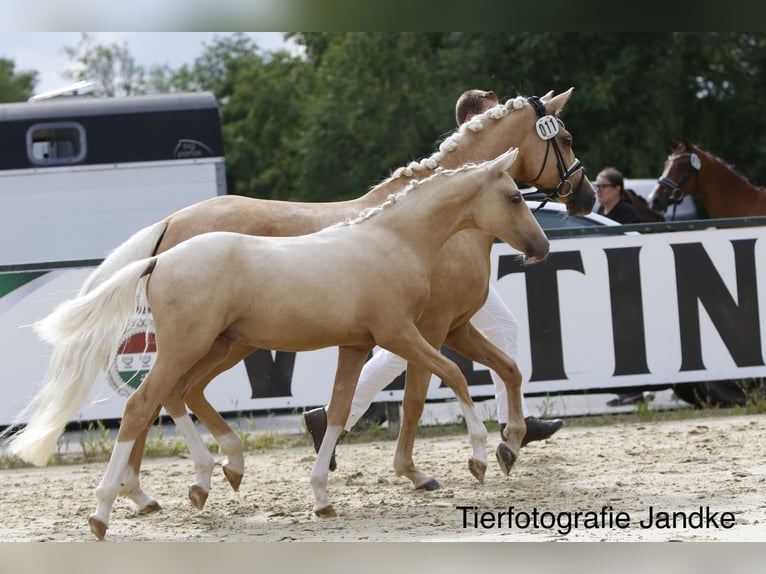 Niemiecki kuc wierzchowy Ogier Źrebak (03/2026) 148 cm Izabelowata in Hamm