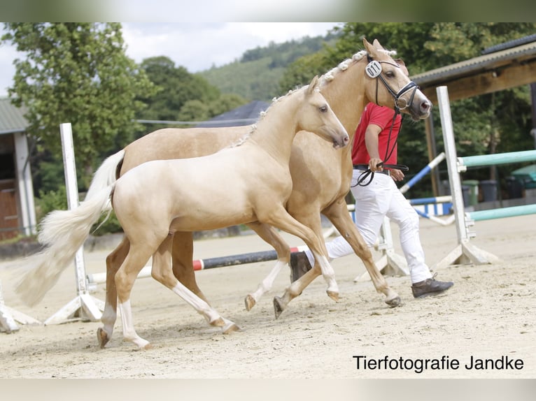 Niemiecki kuc wierzchowy Ogier Źrebak (03/2026) 148 cm Izabelowata in Hamm