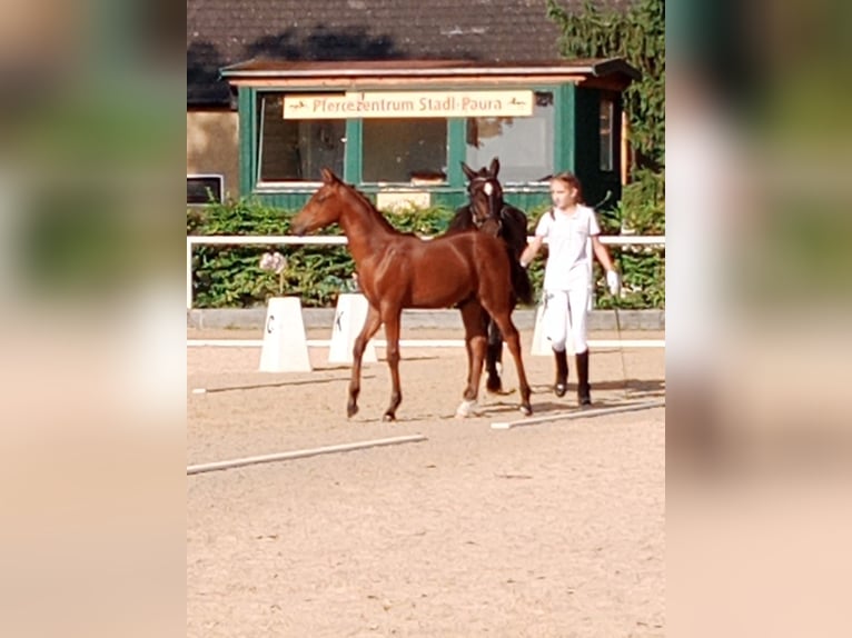 Niemiecki kuc wierzchowy Ogier Źrebak (04/2025) 148 cm Jasnogniada in Manning