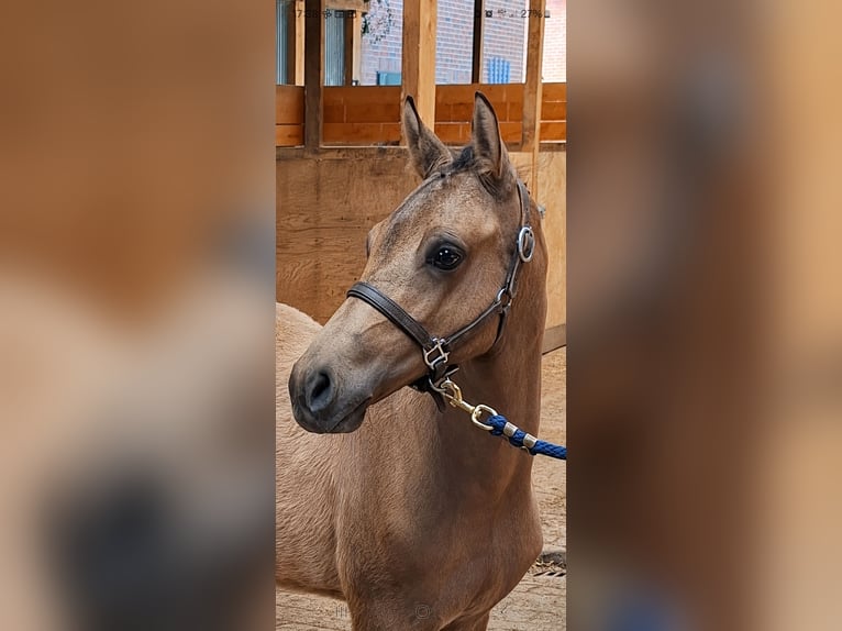 Niemiecki kuc wierzchowy Ogier Źrebak (03/2026) 148 cm Jelenia in Hagen im Bremischen