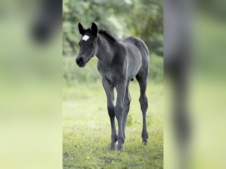 Niemiecki kuc wierzchowy Ogier Źrebak (04/2026) 148 cm Kara in Grevenbroich