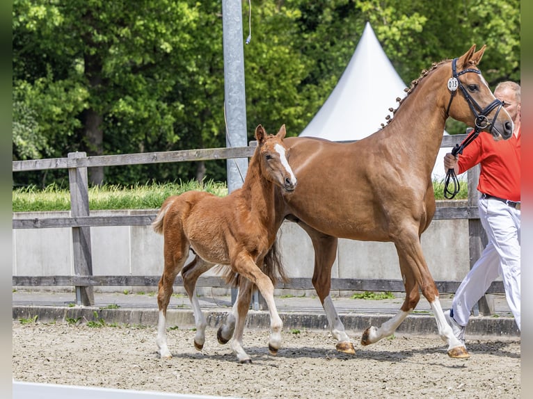 Niemiecki kuc wierzchowy Ogier Źrebak (02/2026) 148 cm Kasztanowata in MerzenNeuenkirchen
