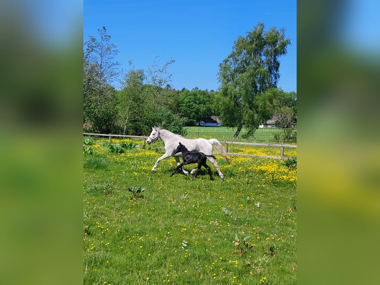 Niemiecki kuc wierzchowy Ogier Źrebak (05/2024) 148 cm Może być siwy in Süderstapel