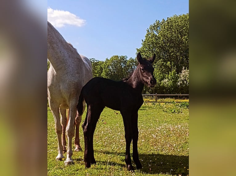 Niemiecki kuc wierzchowy Ogier Źrebak (05/2024) 148 cm Może być siwy in Süderstapel