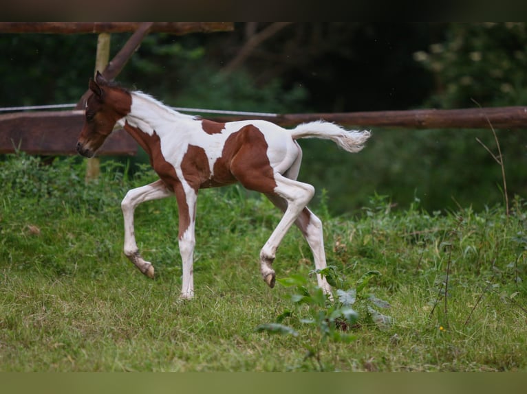 Niemiecki kuc wierzchowy Ogier Źrebak (05/2024) 148 cm Srokata in Solingen