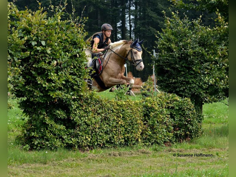 Niemiecki kuc wierzchowy Ogier  148 cm Tobiano wszelkich maści in G&#xF6;denrothM&#xF6;rsdorf