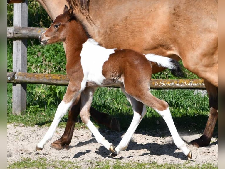 Niemiecki kuc wierzchowy Ogier  148 cm Tobiano wszelkich maści in G&#xF6;denrothM&#xF6;rsdorf