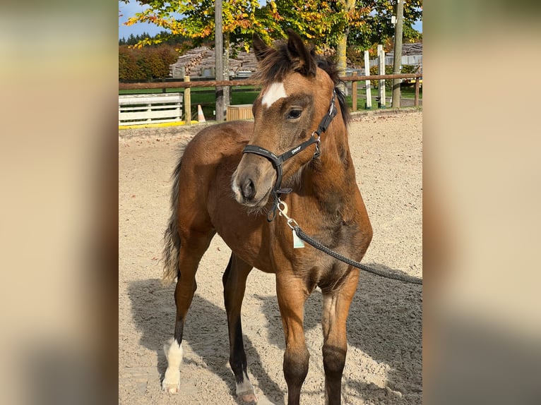 Niemiecki kuc wierzchowy Ogier Źrebak (05/2025) Bułana in H&#xFC;rtgenwald