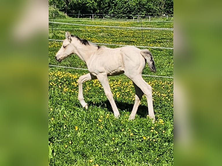 Niemiecki kuc wierzchowy Ogier  Bułana in Rietberg