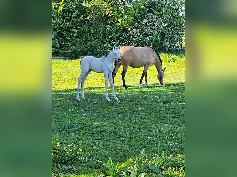 Niemiecki kuc wierzchowy Ogier  Bułana in Rietberg