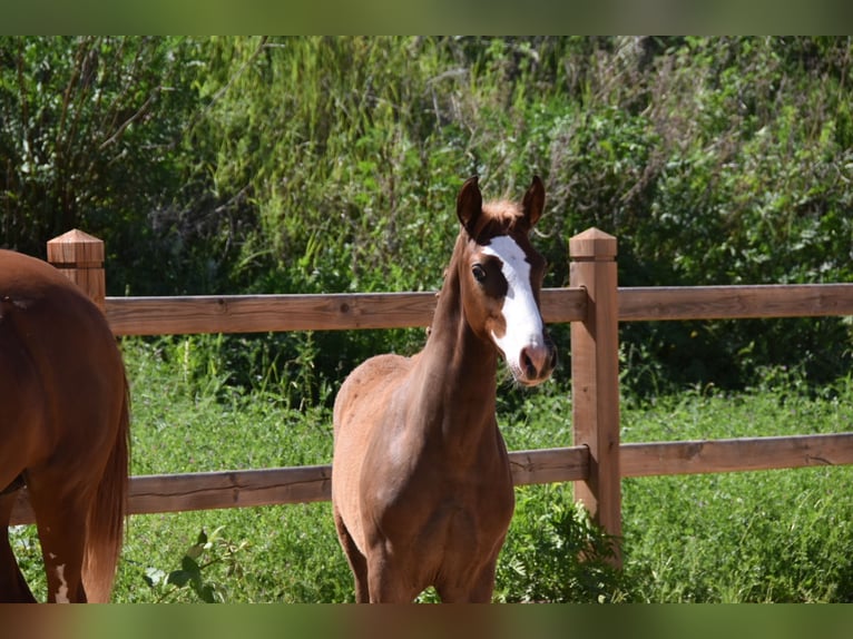 Niemiecki kuc wierzchowy Ogier Źrebak (02/2026) Ciemnokasztanowata in WegelebenWegeleben