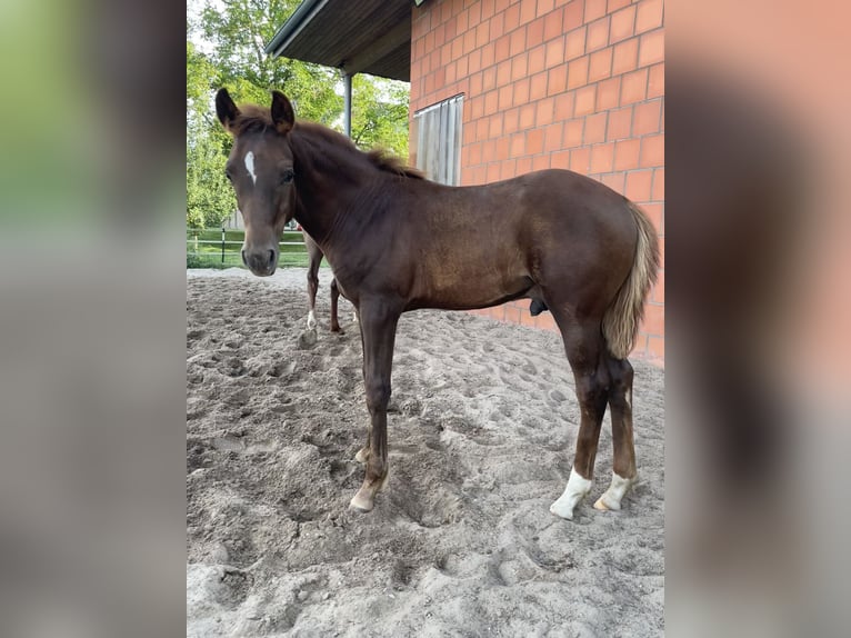 Niemiecki kuc wierzchowy Ogier Źrebak (04/2024) Ciemnokasztanowata in Bienenbüttel