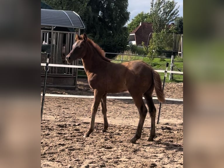 Niemiecki kuc wierzchowy Ogier Źrebak (04/2024) Ciemnokasztanowata in Bienenbüttel