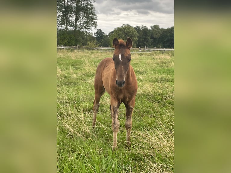 Niemiecki kuc wierzchowy Ogier Źrebak (04/2024) Ciemnokasztanowata in Bienenbüttel