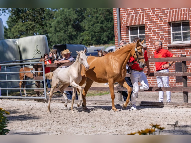 Niemiecki kuc wierzchowy Ogier Źrebak (03/2026) Cremello in Bramsche