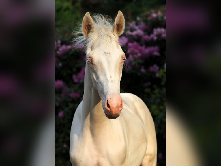 Niemiecki kuc wierzchowy Ogier Źrebak (03/2026) Cremello in Rehburg-Loccum Münchehagen