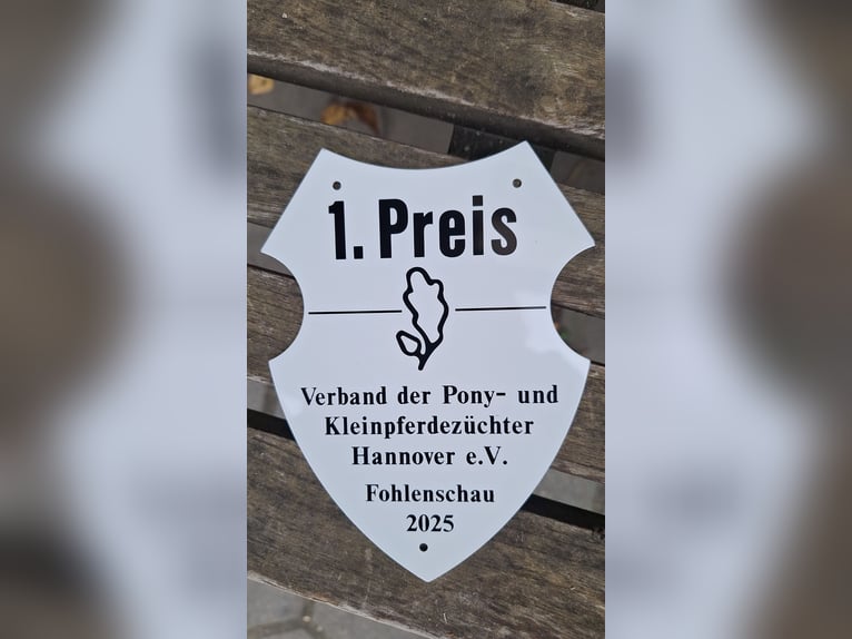 Niemiecki kuc wierzchowy Ogier Źrebak (06/2025) Cremello in Cremlingen Niemiecki kuc wierzchowy Ogier Źrebak (06/2025) Cremello in Cremlingen