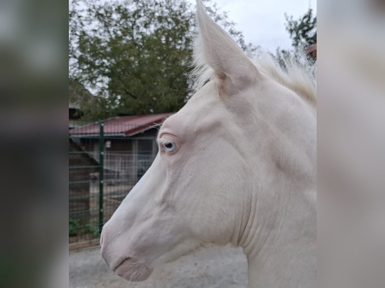 Niemiecki kuc wierzchowy Ogier Źrebak (06/2025) Cremello in Cremlingen Niemiecki kuc wierzchowy Ogier Źrebak (06/2025) Cremello in Cremlingen