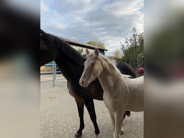 Niemiecki kuc wierzchowy Ogier Źrebak (06/2025) Cremello in Cremlingen Niemiecki kuc wierzchowy Ogier Źrebak (06/2025) Cremello in Cremlingen