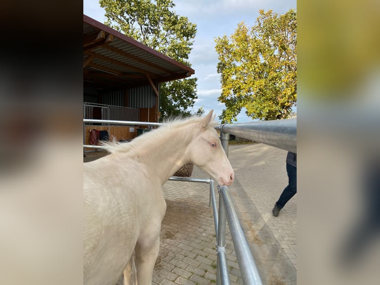 Niemiecki kuc wierzchowy Ogier Źrebak (06/2025) Cremello in Cremlingen Niemiecki kuc wierzchowy Ogier Źrebak (06/2025) Cremello in Cremlingen