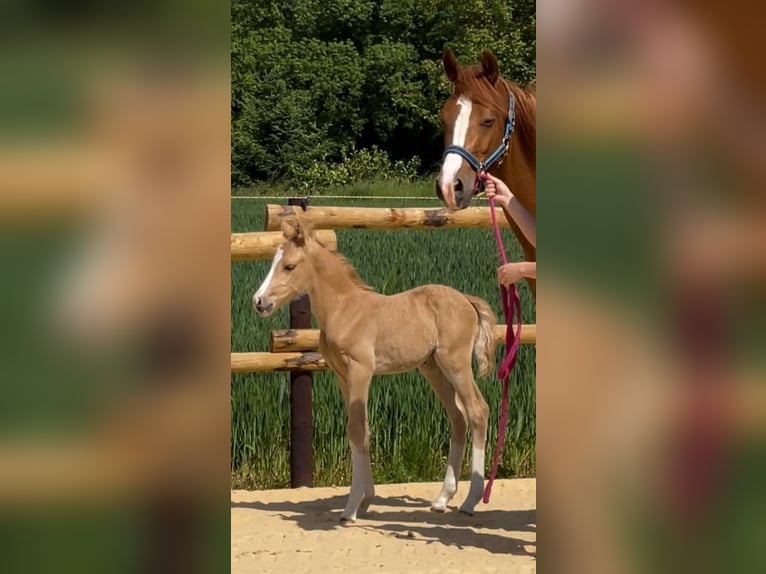 Niemiecki kuc wierzchowy Ogier  Cremello in M&#xFC;nstermaifeldM&#xFC;nstermaifeld