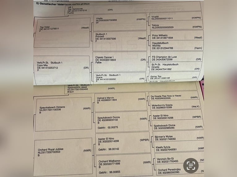 Niemiecki kuc wierzchowy Ogier  Cremello in M&#xFC;nstermaifeldM&#xFC;nstermaifeld