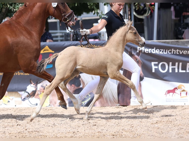 Niemiecki kuc wierzchowy Ogier Źrebak (05/2025) Jelenia in Gomadingen