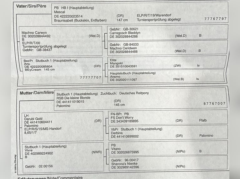 Niemiecki kuc wierzchowy Ogier  Jelenia in Hochdonn