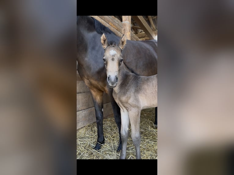 Niemiecki kuc wierzchowy Ogier Źrebak (06/2025) Jelenia in AlheimAlheim