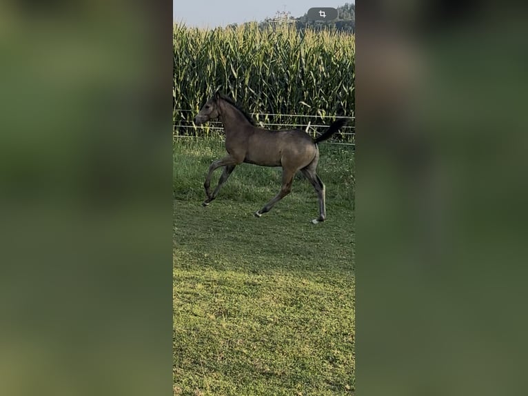 Niemiecki kuc wierzchowy Ogier Źrebak (06/2025) Jelenia in AlheimAlheim