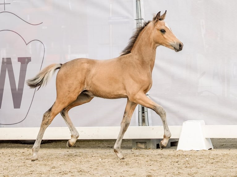 Niemiecki kuc wierzchowy Ogier Źrebak (05/2024) Jelenia in Münster-Handorf