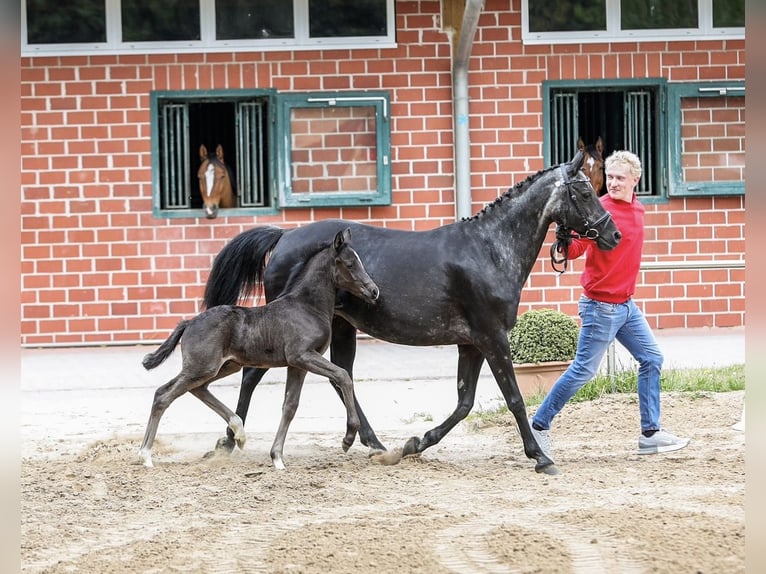 Niemiecki kuc wierzchowy Ogier  Kara in Burgwedel