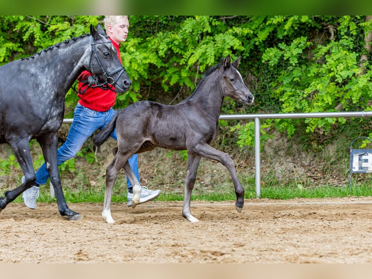Niemiecki kuc wierzchowy Ogier  Kara in Burgwedel