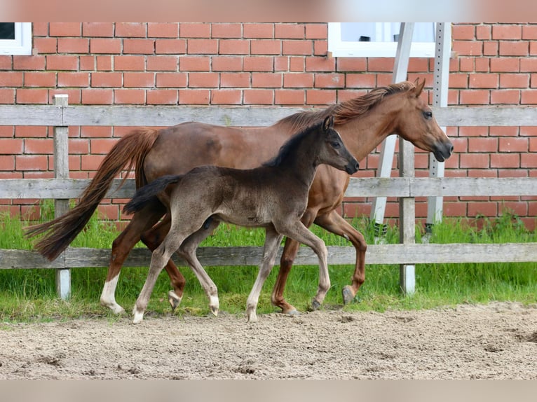 Niemiecki kuc wierzchowy Ogier Źrebak (04/2026) Kara in Wettringen