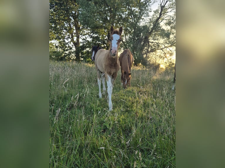 Niemiecki kuc wierzchowy Ogier Źrebak (04/2026) Kasztanowata in Kamern OT Rehberg