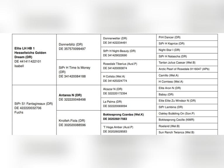 Niemiecki kuc wierzchowy Ogier Źrebak (06/2025) Kasztanowata in R&#xFC;then