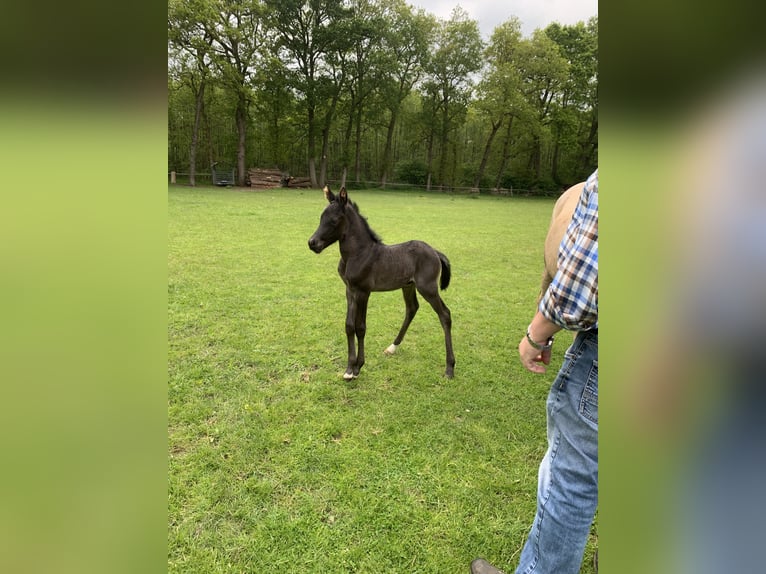 Niemiecki kuc wierzchowy Ogier Źrebak (05/2026)  in DörpenKluse