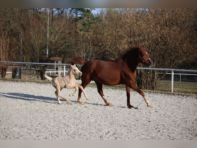 Niemiecki kuc wierzchowy Ogier Źrebak (03/2026)  in Göttingen