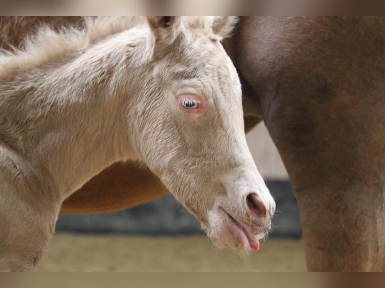 Niemiecki kuc wierzchowy Ogier Źrebak (04/2026) Perlino in Castrop-Rauxel