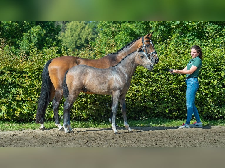 Niemiecki kuc wierzchowy Ogier Źrebak (01/2024) Siwa in Mönchengladbach