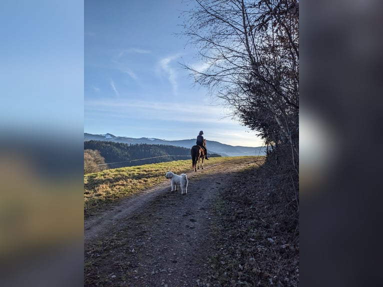 Niemiecki kuc wierzchowy Mix Wałach 10 lat 144 cm Gniada in Freiburg im Breisgau